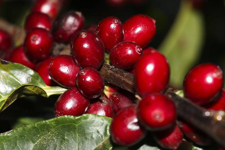 Aeronaves, óleo, café e carne estão fora do tarifaço imposto pelos EUA