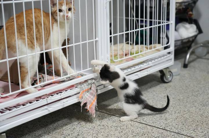 Clínica do Bem-Estar Animal tem resultados positivos em atendimentos e adoções