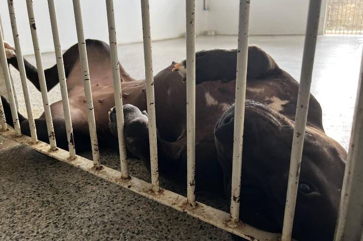 Pitbull Ariel ganha uma nova chance após ser resgatada em estado grave