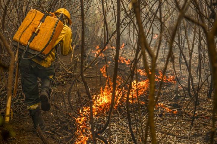 Projeto cria figura do “boi bombeiro” na prevenção de incêndios no Pantanal