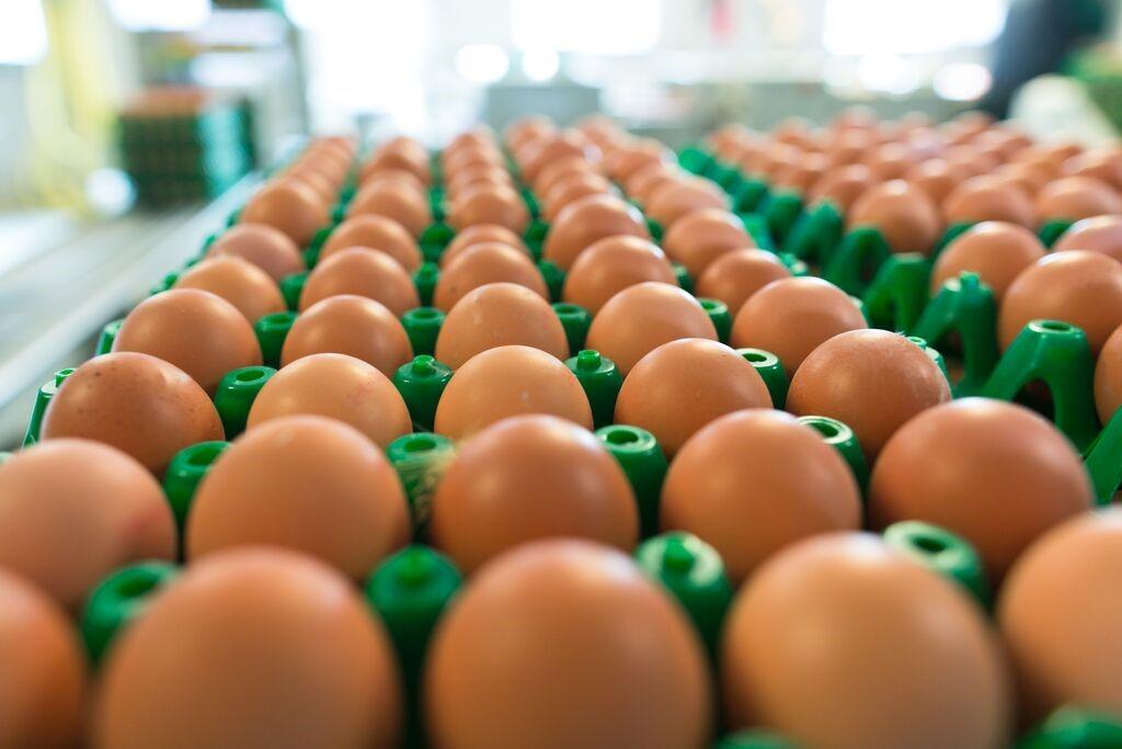 Preço do Ovo Sobe 15% em Apenas um Mês, Segundo IPCA