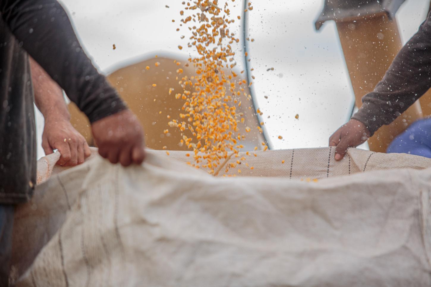 O agro em boas mãos: Associação Bom Sossego vive novo momento e projeta mais avanços para produtores de Guajará-Mirim