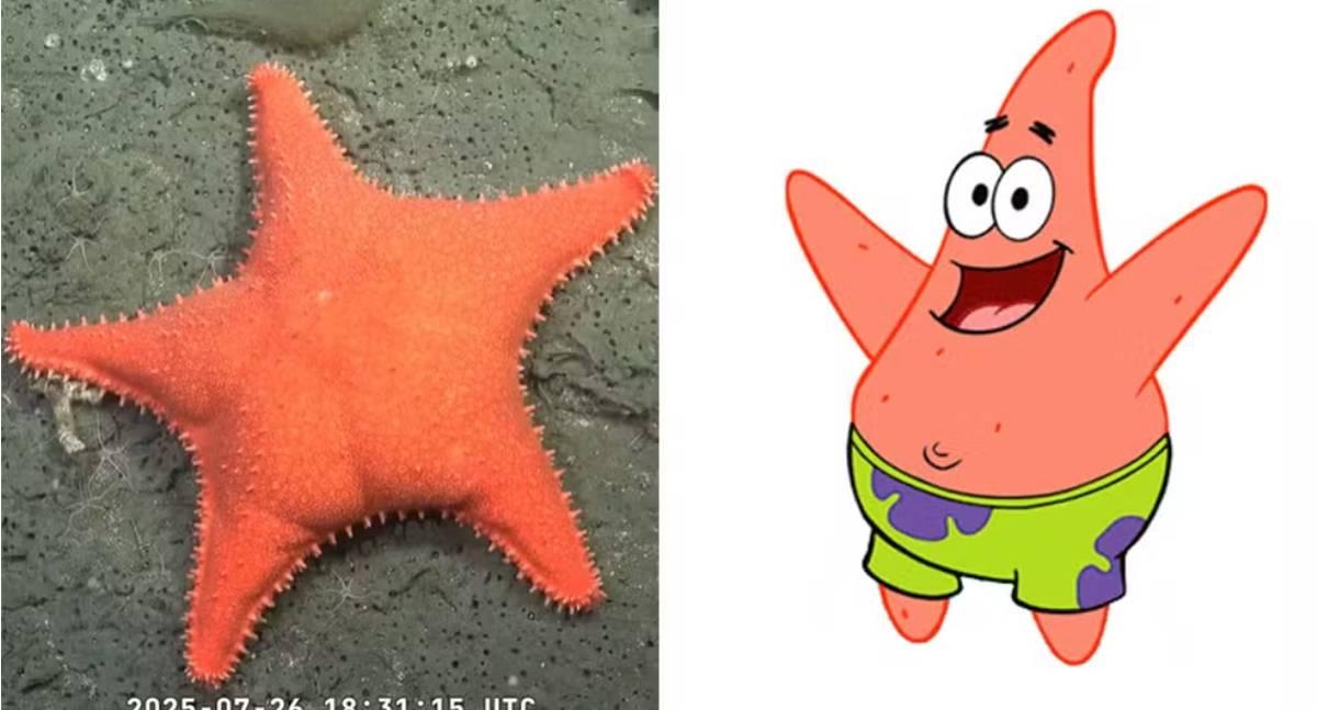 Cientistas encontram estrela-do-mar com ‘bumbum’ na Argentina