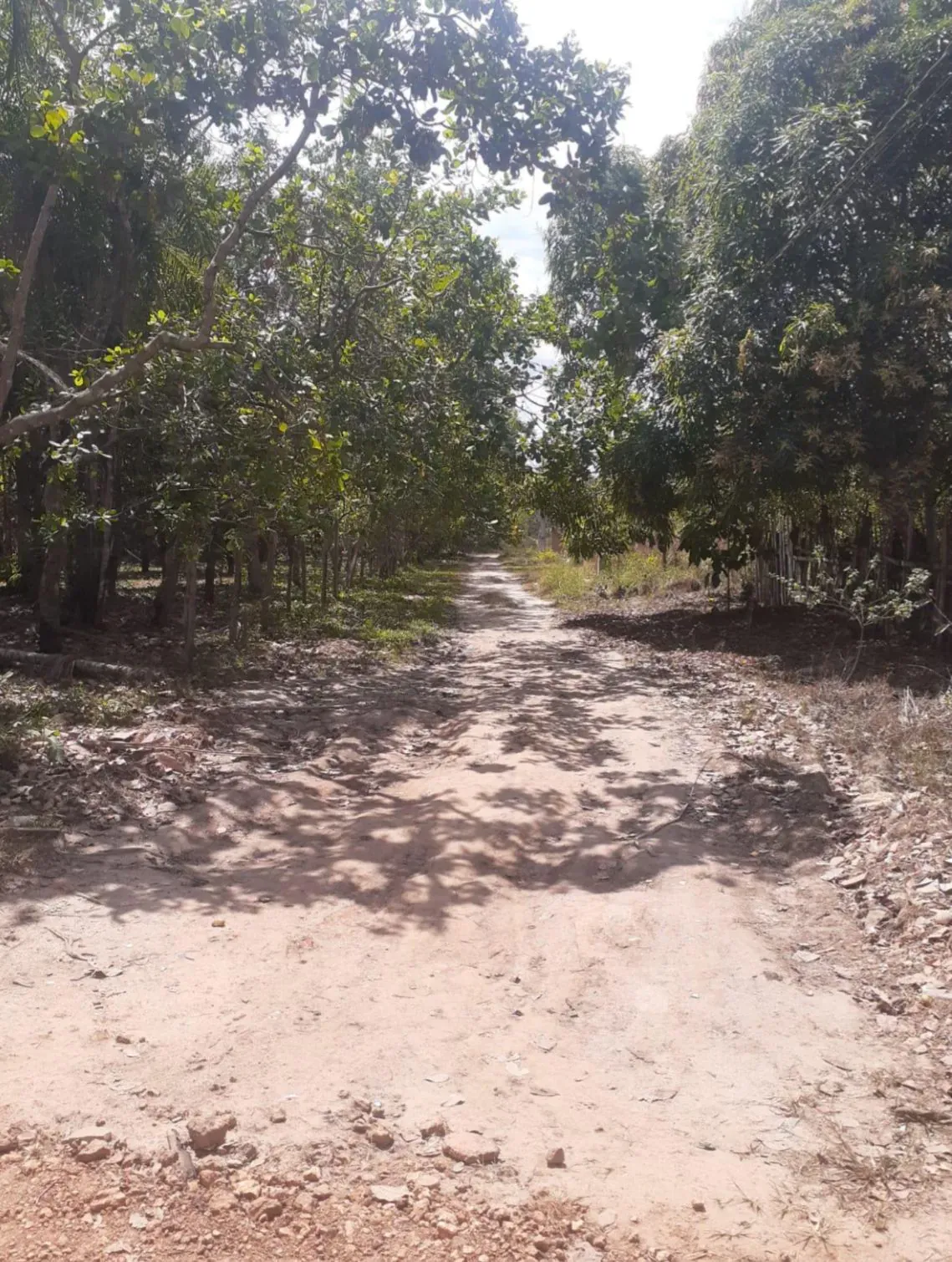 Vereador Fernando Silva solicita melhorias urgentes na Rua Osvaldino, Bairro Planalto