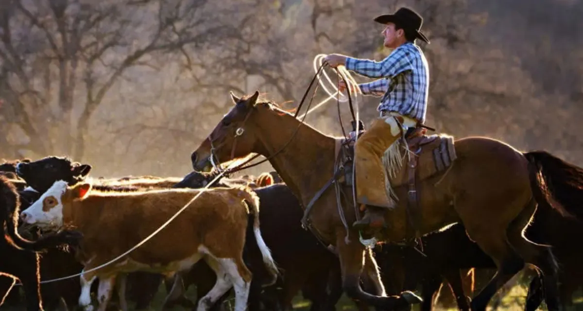 Fúria de pecuaristas americanos com plano de Trump de importar mais carne argentina