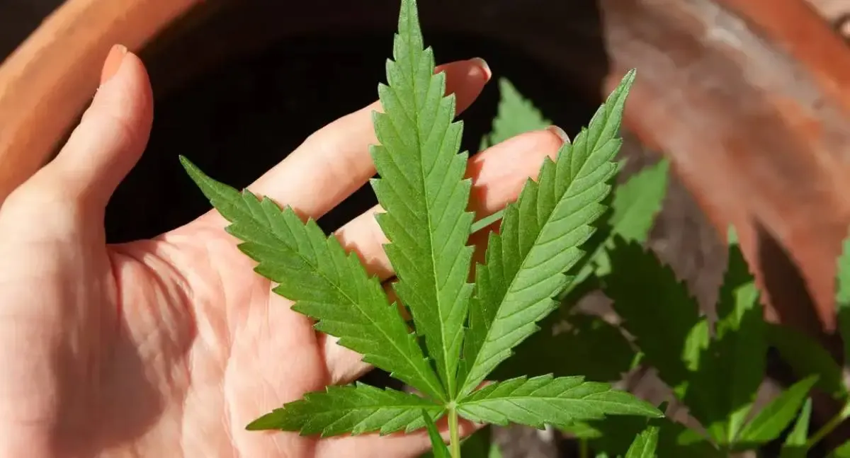 STJ adia novamente prazo para regulamentação do plantio de cannabis medicinal