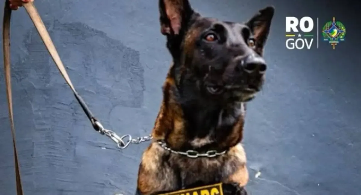 Polícia Civil apreende 285 ampolas de tirzepatida em Rondônia