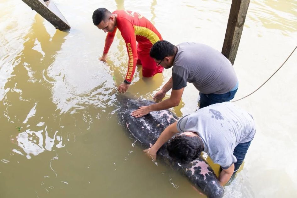 Peixe-boi com sinais de desnutrição é resgatado na Grande Belém