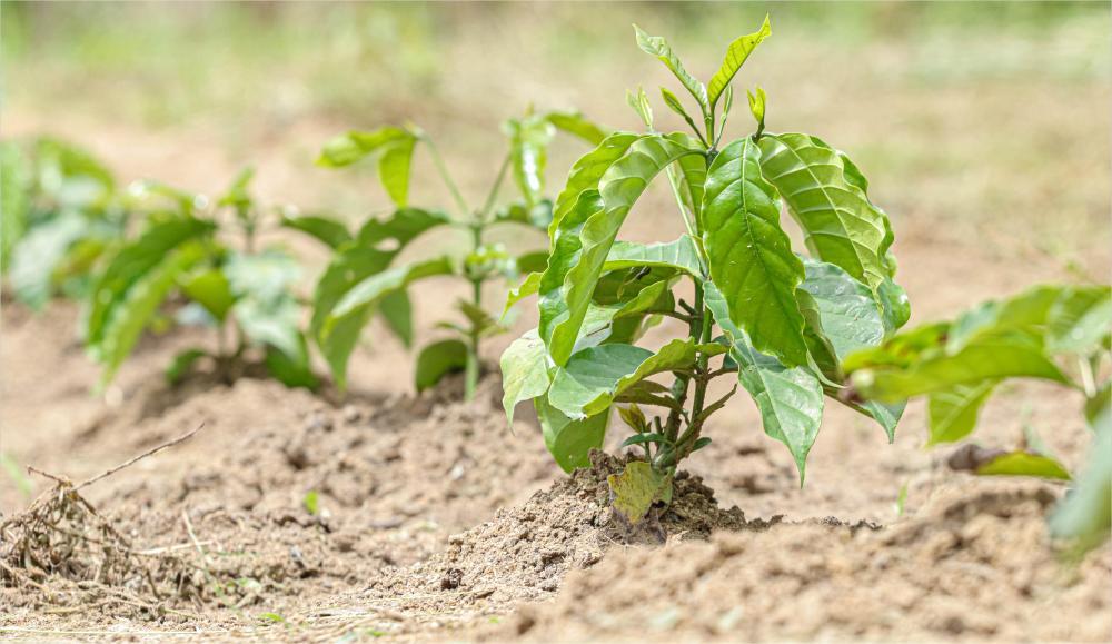 Agricultores de Alto Alegre dos Parecis ganham mudas para fortalecer a Agricultura Familiar